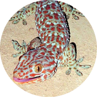 Gecko-Rond