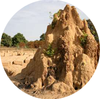 termitiere-ronnd